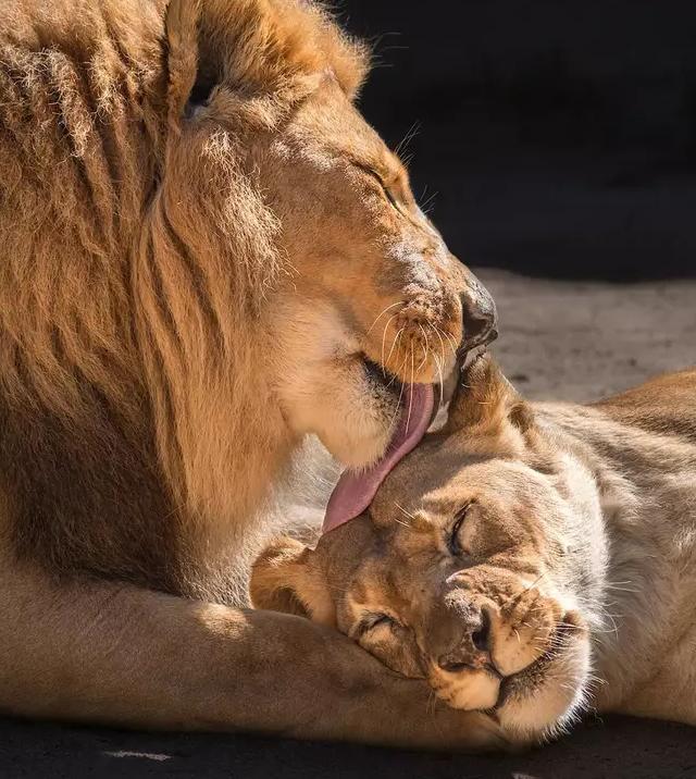 洛杉矶动物园|美国动物园一对恩爱狮子被安乐死，常常形影不离