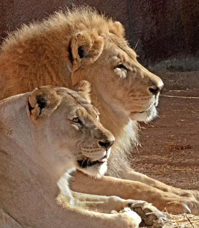 洛杉矶动物园|美国动物园一对恩爱狮子被安乐死，常常形影不离