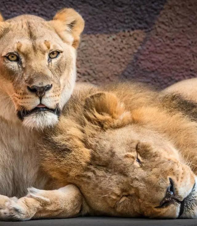 洛杉矶动物园|美国动物园一对恩爱狮子被安乐死，常常形影不离