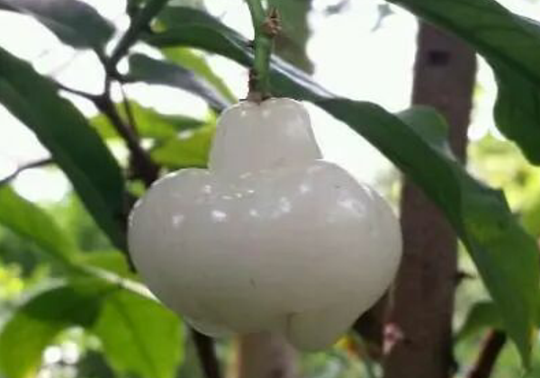 果实|这种果实火了，漂亮盛产高营养，60元一斤，还供不应求