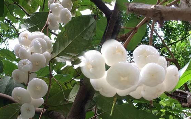 果实|这种果实火了，漂亮盛产高营养，60元一斤，还供不应求