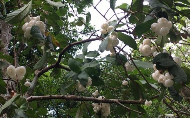 果实|这种果实火了，漂亮盛产高营养，60元一斤，还供不应求