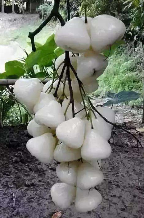 果实|这种果实火了，漂亮盛产高营养，60元一斤，还供不应求