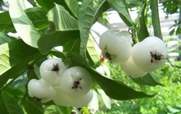 果实|这种果实火了，漂亮盛产高营养，60元一斤，还供不应求