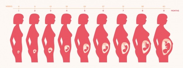 怀孕肚子变化过程图片图片
