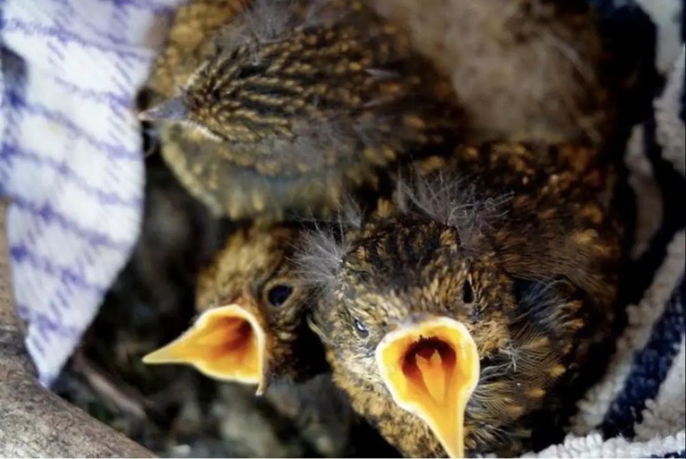 卡利达斯|为了寻找宁静，她离开城市，在岛上生活了16年