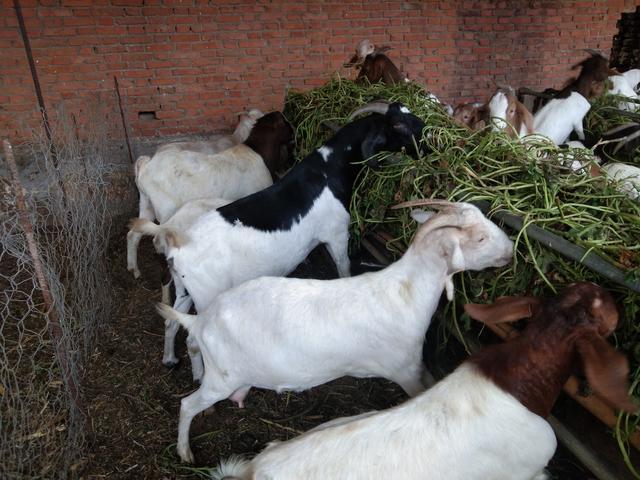 养羊人都会遇到的一种情况,分享一下自己的解决方法,简单好用!