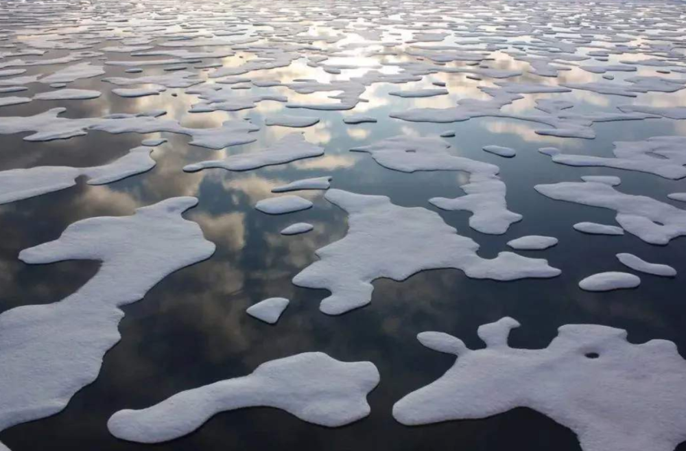 北极熊|科学家发现，北极冰融化或超预期，北极熊可能在加速灭绝中