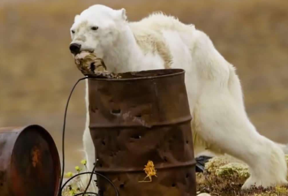 北极熊|科学家发现，北极冰融化或超预期，北极熊可能在加速灭绝中