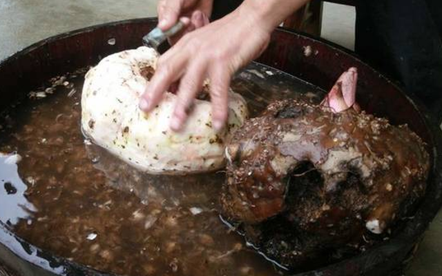 魔芋|虽富含毒素，可加工后却成美味，还要60元一斤，见一株要珍惜