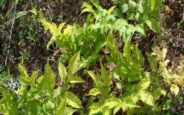 魔芋|虽富含毒素，可加工后却成美味，还要60元一斤，见一株要珍惜