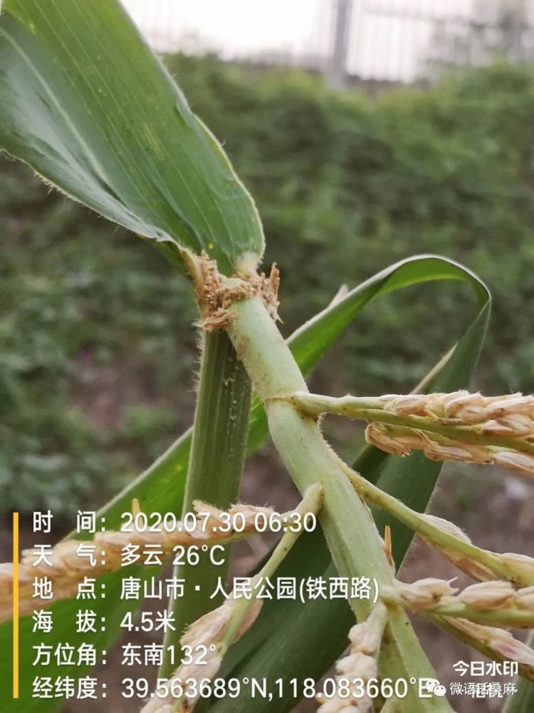 玉米螟的发生与综合防控技术
