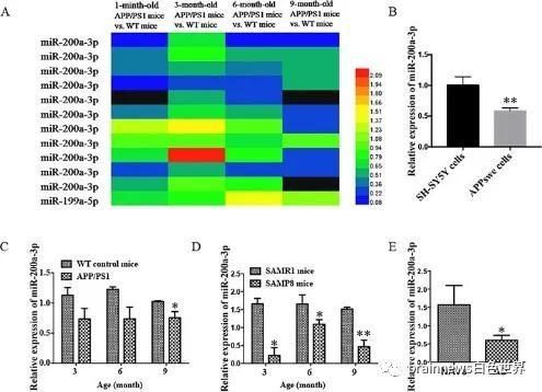 bace1|miR-200a-3p可减轻Aβ产生和Tau 过度磷酸化