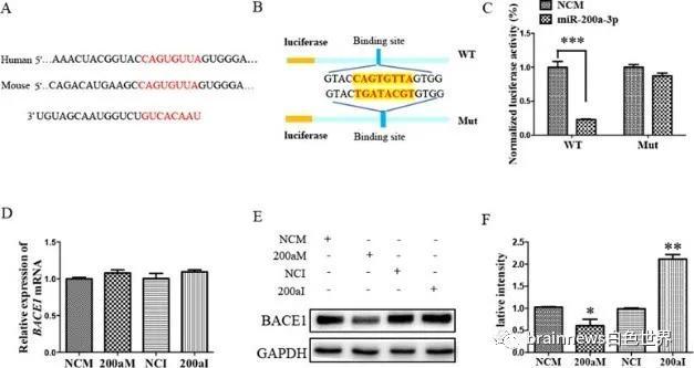 bace1|miR-200a-3p可减轻Aβ产生和Tau 过度磷酸化