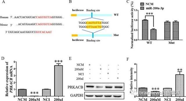 bace1|miR-200a-3p可减轻Aβ产生和Tau 过度磷酸化
