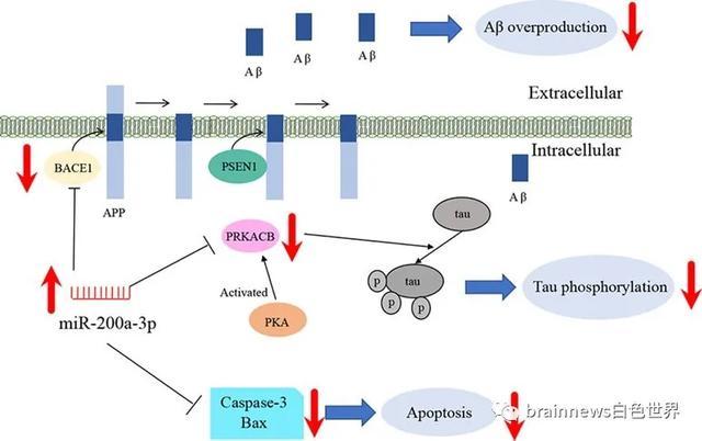 bace1|miR-200a-3p可减轻Aβ产生和Tau 过度磷酸化