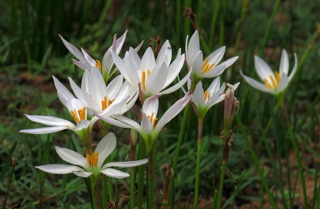 葱兰|这3种花不能碰，远远观赏就行了，小心中毒