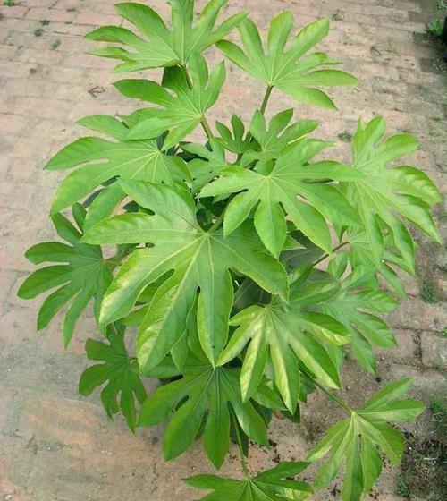 葱兰|这3种花不能碰，远远观赏就行了，小心中毒