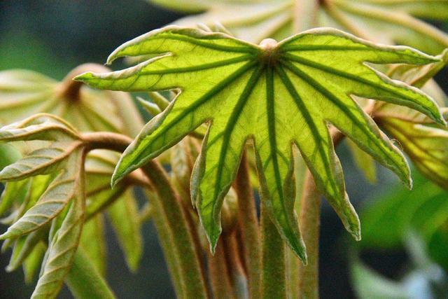 葱兰|这3种花不能碰，远远观赏就行了，小心中毒
