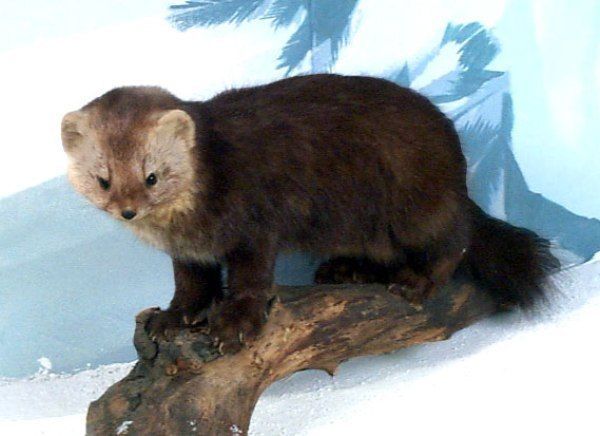 大东北的奇珍异宝——"东北三宝"