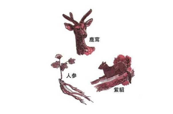 东北三宝——人参，貂皮和鹿茸