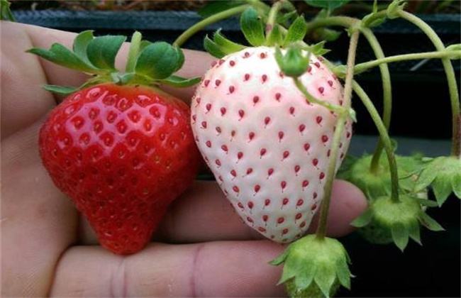 草莓|外形似草莓，味道像菠萝，进口一斤300元，国内种植前景被看好