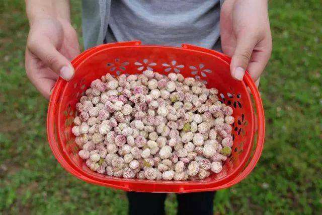 草莓|外形似草莓，味道像菠萝，进口一斤300元，国内种植前景被看好