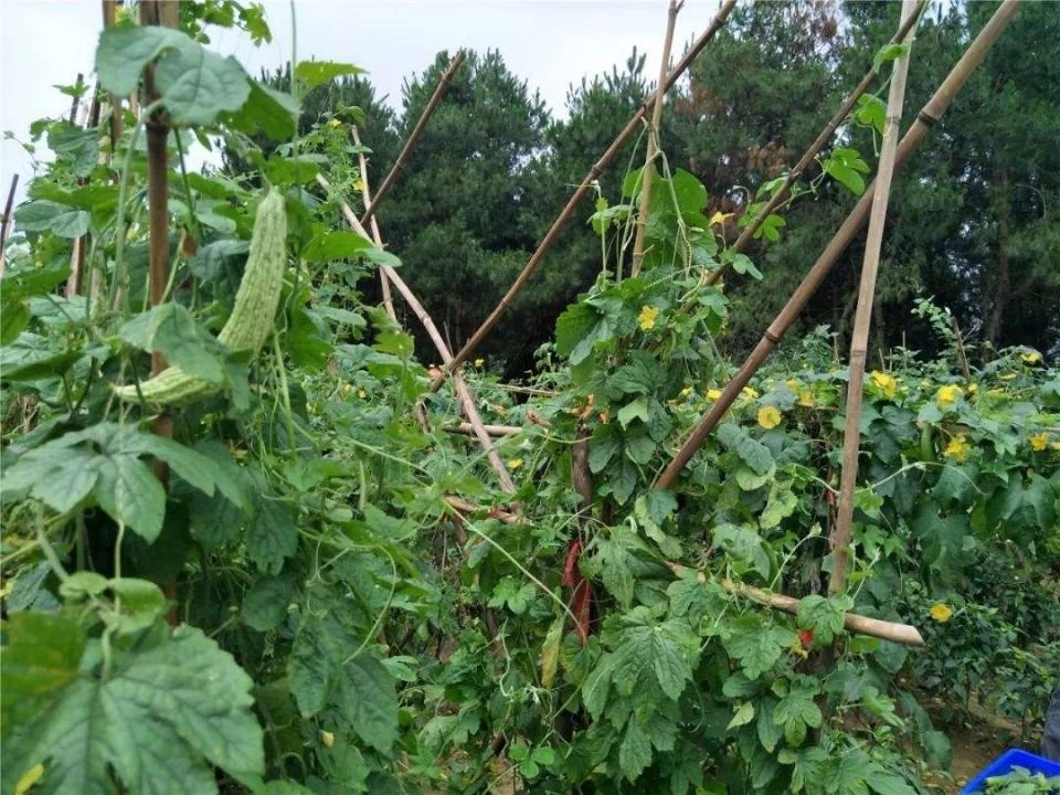 苦瓜|苦瓜何时种，为啥不好活，你知道吗？