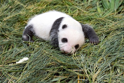 月球|旅行”天问“传回地月合影