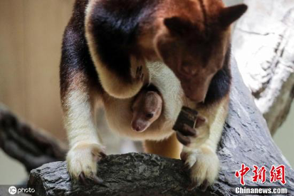 月球|旅行”天问“传回地月合影