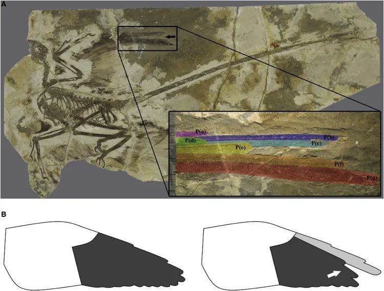 月球|旅行”天问“传回地月合影