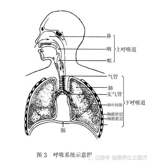 呼吸系统病理基础 腾讯新闻