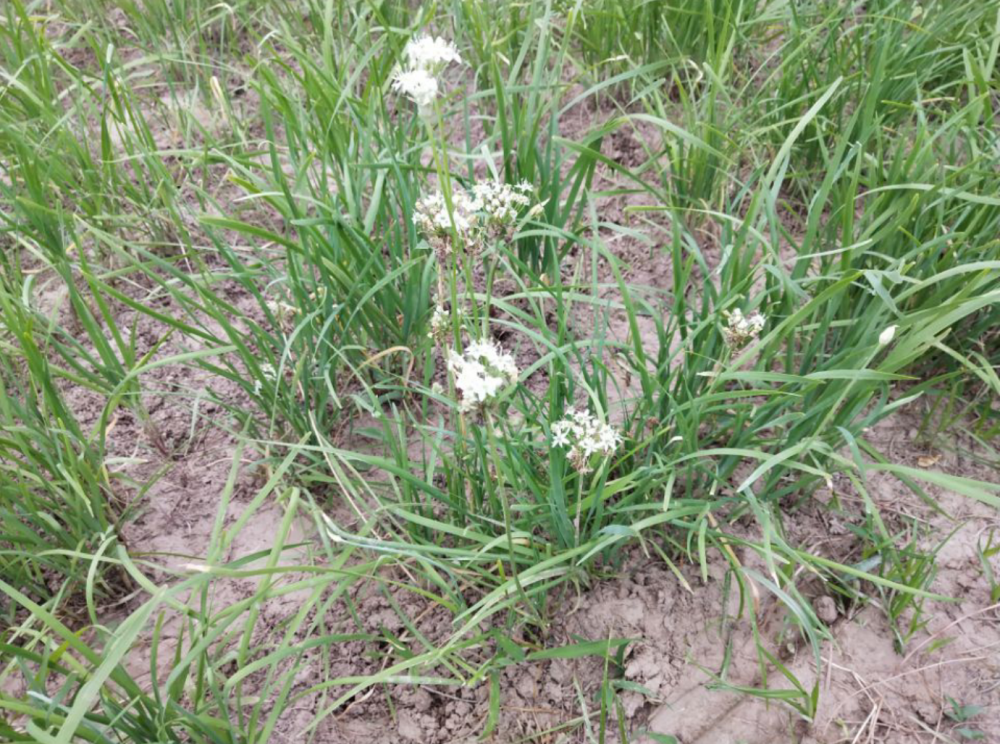 韭菜|割韭菜有哪些禁忌？用错了方法，韭菜越割越细，产量低