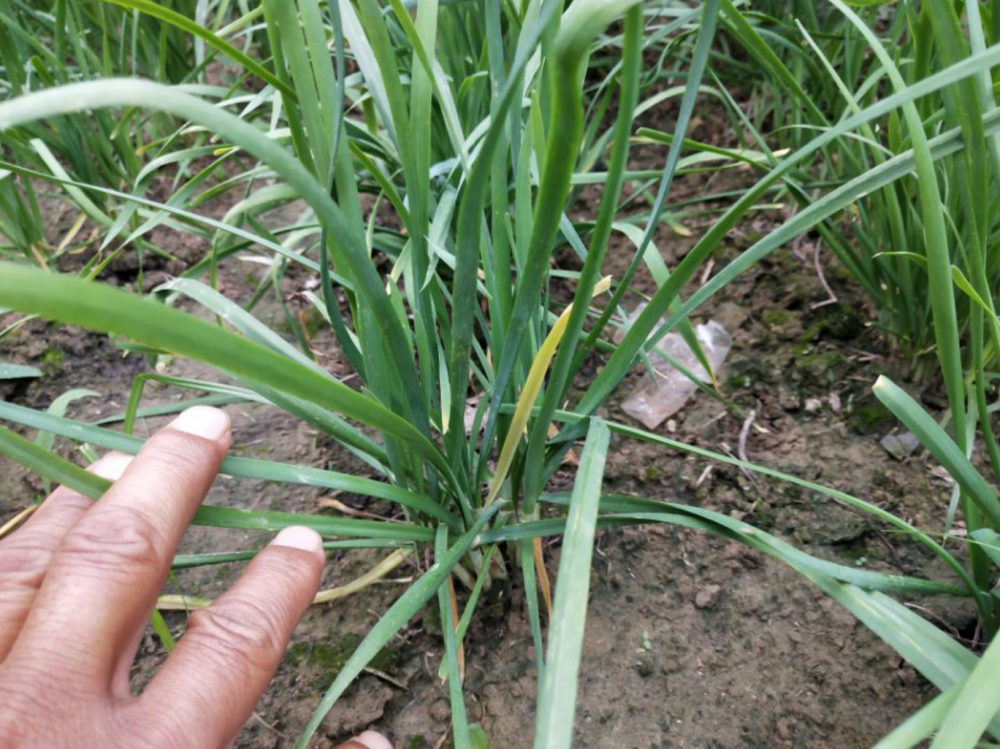 韭菜|割韭菜有哪些禁忌？用错了方法，韭菜越割越细，产量低