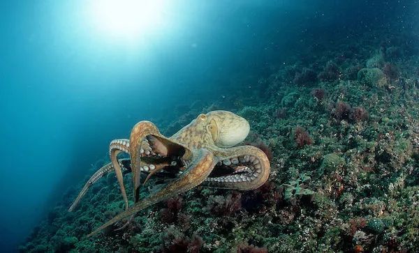 赵之谦|清代赵之谦《异鱼图》的“奇趣”与海洋生物