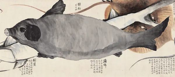 赵之谦|清代赵之谦《异鱼图》的“奇趣”与海洋生物