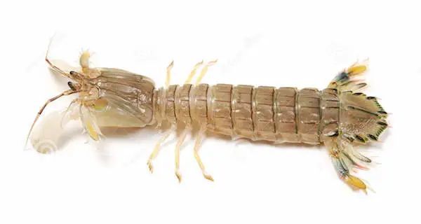 赵之谦|清代赵之谦《异鱼图》的“奇趣”与海洋生物