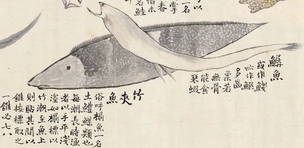 赵之谦|清代赵之谦《异鱼图》的“奇趣”与海洋生物