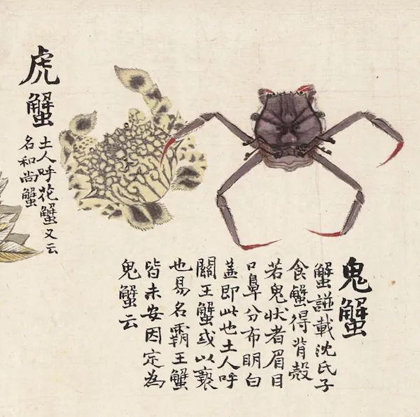 赵之谦|清代赵之谦《异鱼图》的“奇趣”与海洋生物
