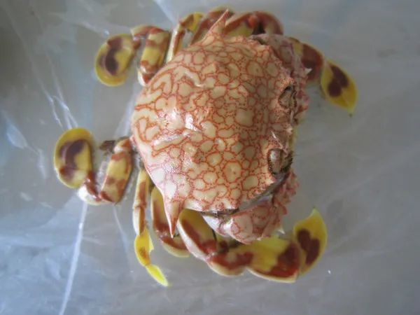 赵之谦|清代赵之谦《异鱼图》的“奇趣”与海洋生物