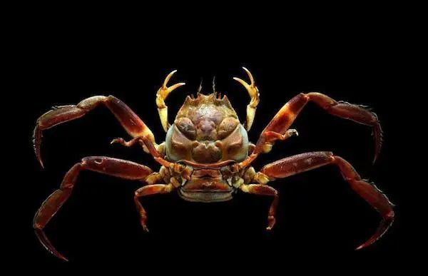 赵之谦|清代赵之谦《异鱼图》的“奇趣”与海洋生物