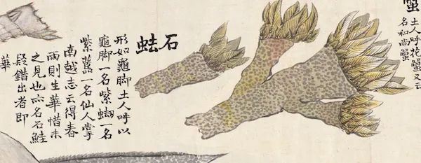 赵之谦|清代赵之谦《异鱼图》的“奇趣”与海洋生物