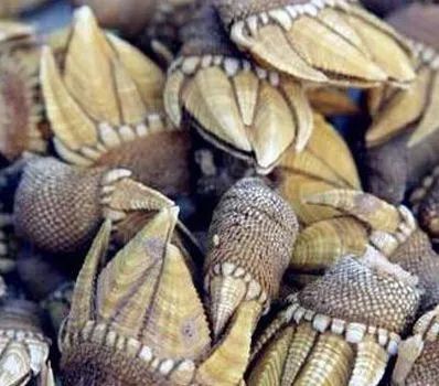 赵之谦|清代赵之谦《异鱼图》的“奇趣”与海洋生物