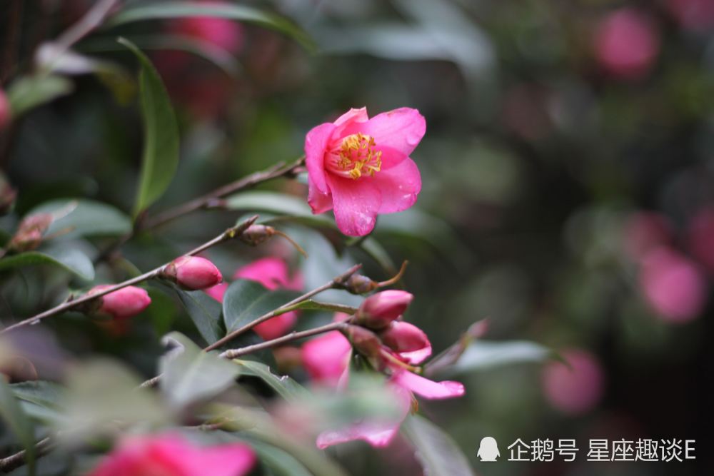 8月3日 5日星座运势 金牛亲力亲为 狮子拓展人脉 摩羯刮目相看 腾讯新闻