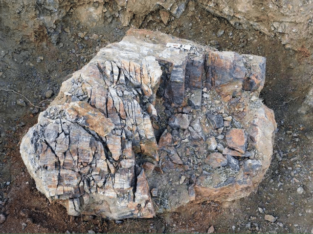 科学家|科学家发现远古森林，年龄高达3.71亿岁，其刷新了我国纪录