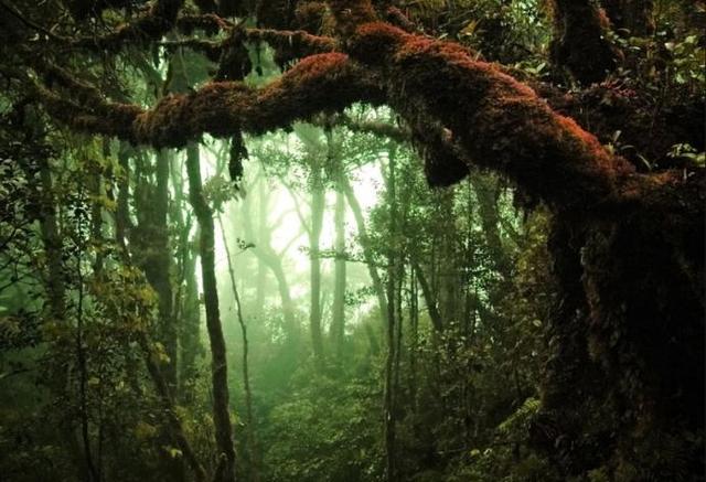 科学家|科学家发现远古森林，年龄高达3.71亿岁，其刷新了我国纪录