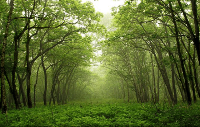 科学家|科学家发现远古森林，年龄高达3.71亿岁，其刷新了我国纪录