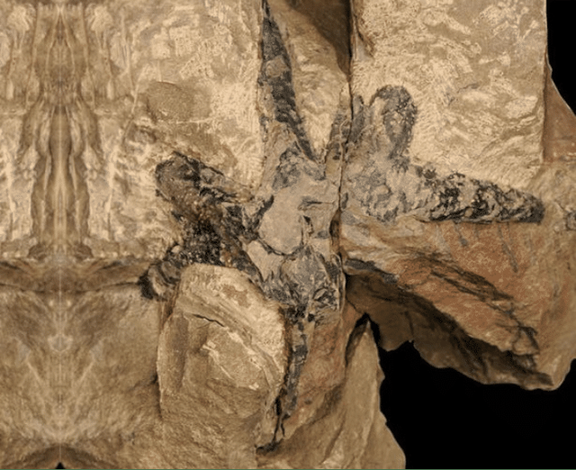 科学家|科学家发现远古森林，年龄高达3.71亿岁，其刷新了我国纪录