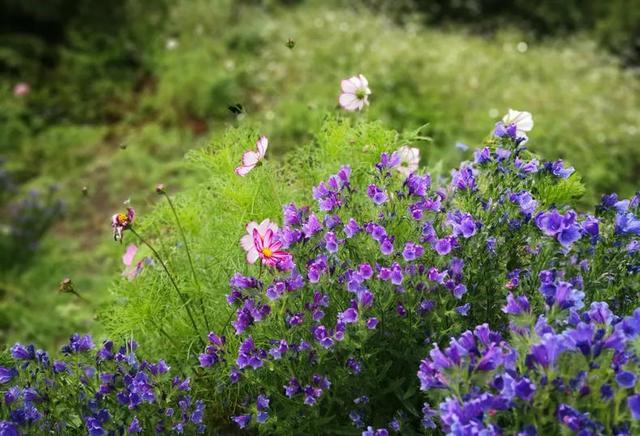 一把花籽一片花田 把春天永远留住的梦境 腾讯新闻