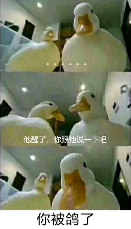 鸽子|为什么鸽子颈部的羽毛有紫色和绿色